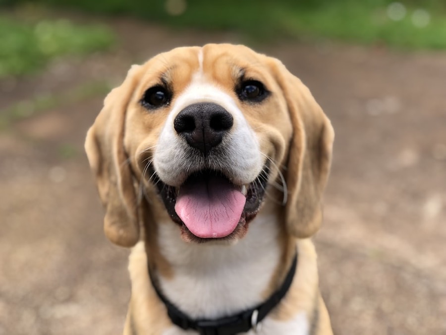 开心的小猎犬