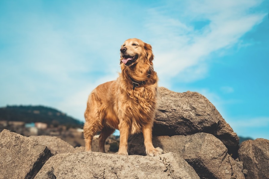 岩石上的金毛犬