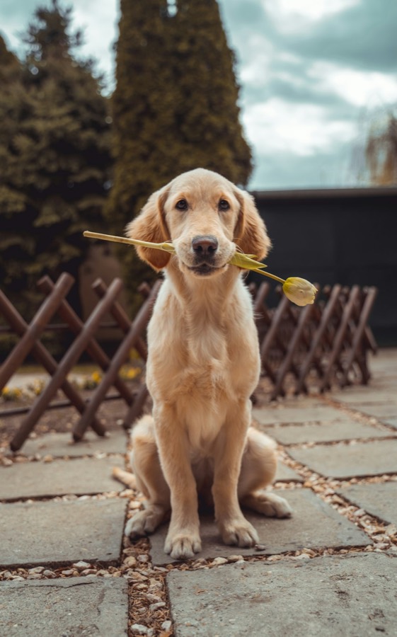 叼着郁金香的金毛幼犬